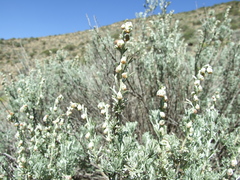 Artemisia mendozana
