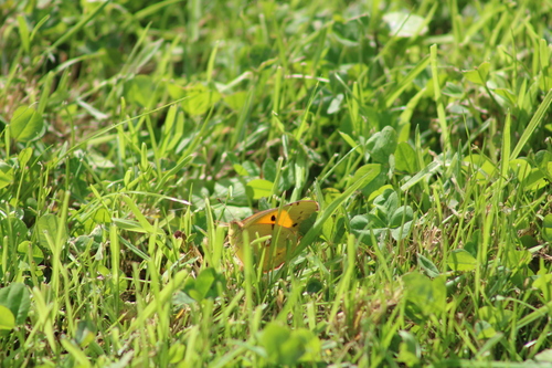 Clouded Yellow