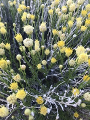 Acamptopappus sphaerocephalus