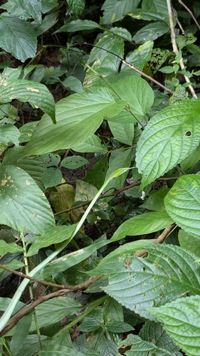 Oriental Whipsnake