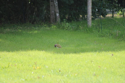 Eurasian Green Woodpecker
