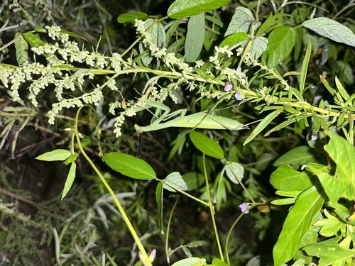 European Mantis