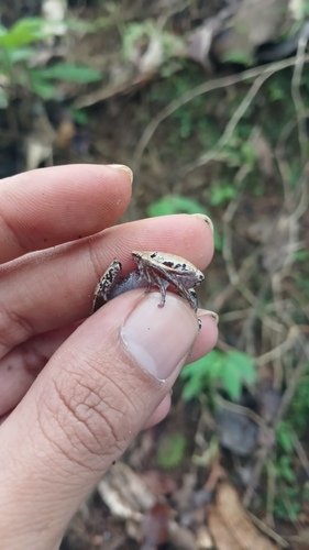 Javan Chorus Frog