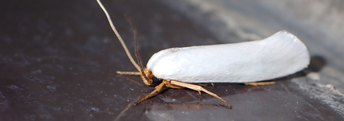 Edosa lardatella