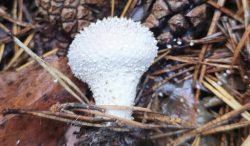 common puffball