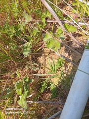Oxalis hirta