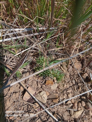 Oxalis hirta, photograph 3