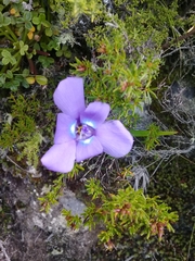 Ennealophus foliosus