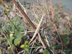 Acrida cinerea