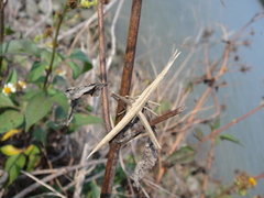 Acrida cinerea