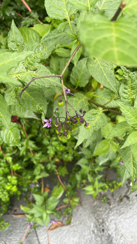 bittersweet nightshade