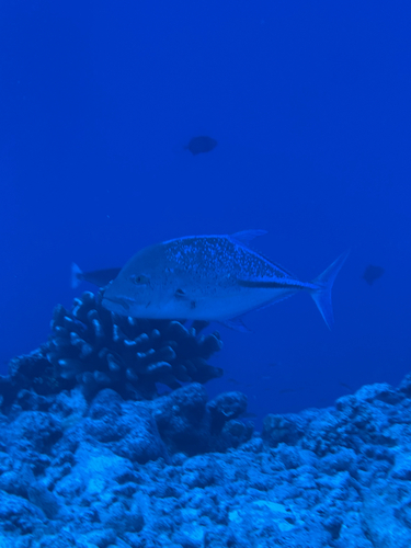 Bluefin trevally