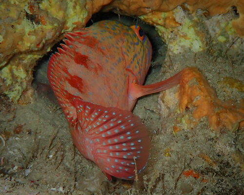 Cephalopholis sexmaculata observed 2026-09-10