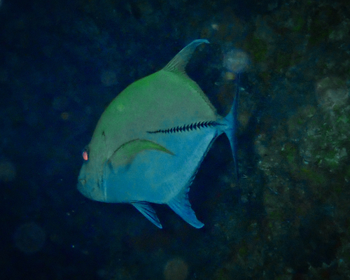 Caranx lugubris observed 2026-09-10