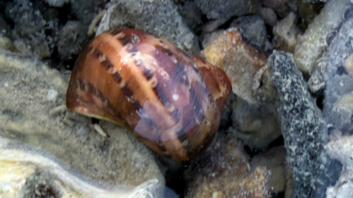 Turbo petholatus observed 2026-09-11