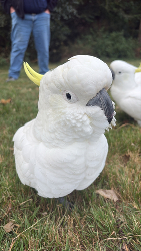 Greater sulphur-crested cockatoo
