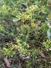 Cyclospermum