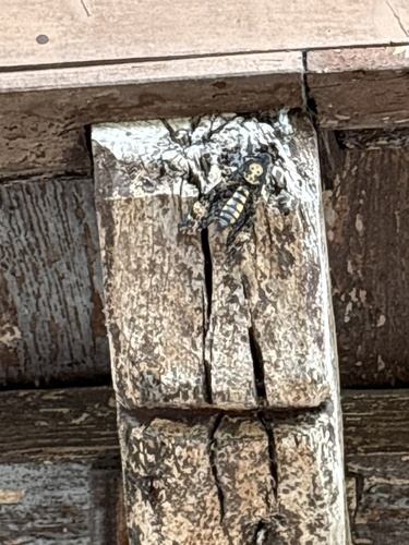 Death's Head Hawkmoth