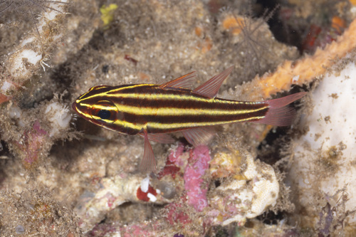 Ostorhinchus nigrofasciatus observed 2026-08-31
