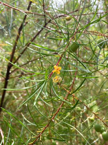 Persoonia virgata observed 2026-09-11