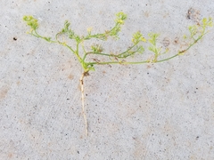 Cyclospermum