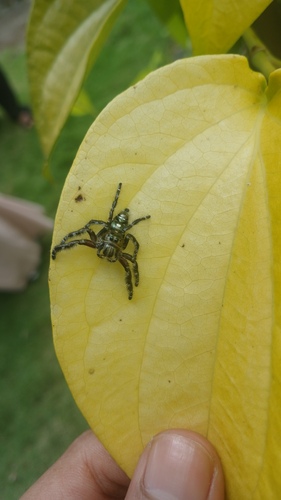 Heavy Jumper