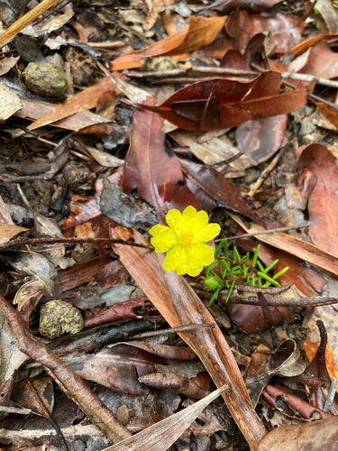 Hibbertia stricta observed 2026-09-11