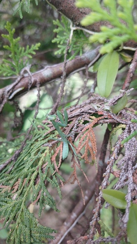 Giant Asian Mantis