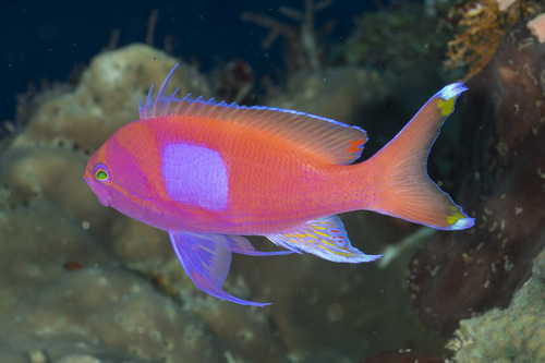 Pseudanthias pleurotaenia observed 2026-08-31