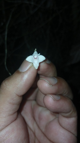 Dendrobium tenellum