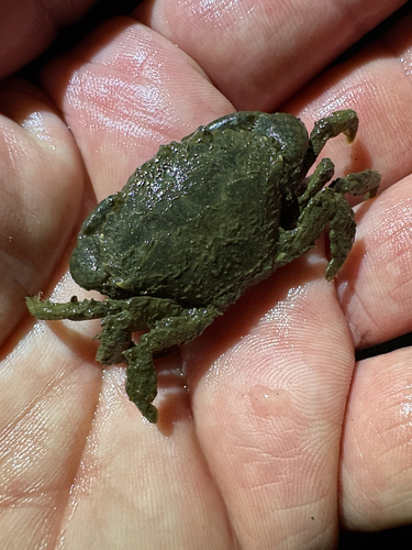 Panopeus herbstii observed 2026-09-11