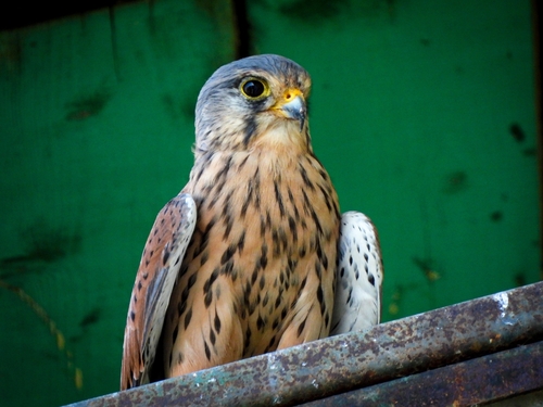 Eurasian Kestrel