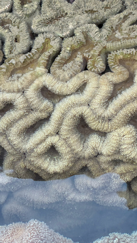 Lobophyllia hemprichii observed 2026-09-11