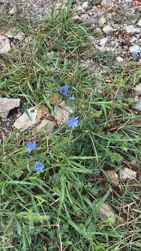 chicory