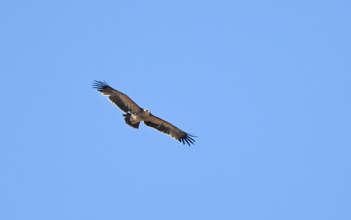 Águila imperial oriental (Aquila heliaca)