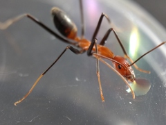 Leptomyrmex rufithorax