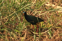 Porphyrio alleni