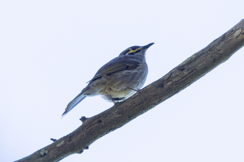 Yellow-faced Honeyeater