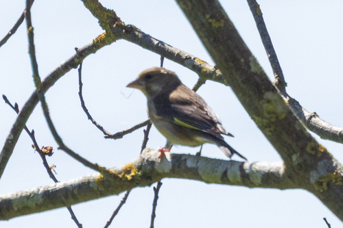 European Greenfinch