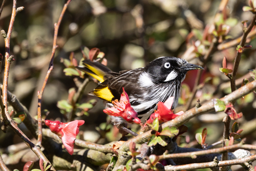 New Holland Honeyeater