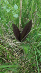 Dactylorhiza incarnata cruenta