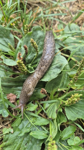 Leopard Slug