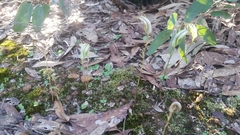 Pterostylis ampliata