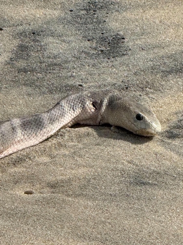 Spotted Sea Snake