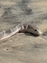 Spotted Sea Snake