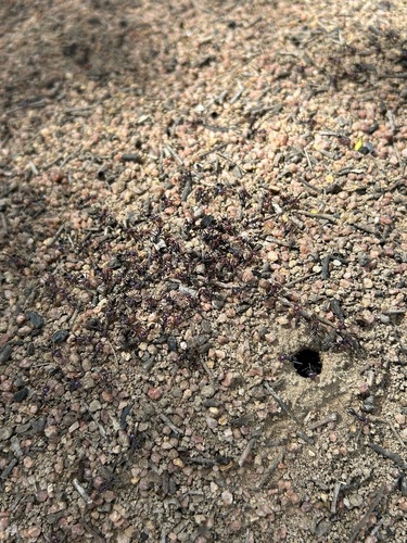 Southern Meat Ant
