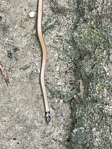 Cantor’s black-headed snake