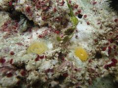Dendrodoris krebsii