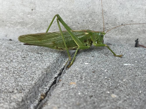 Great Green Bush-cricket