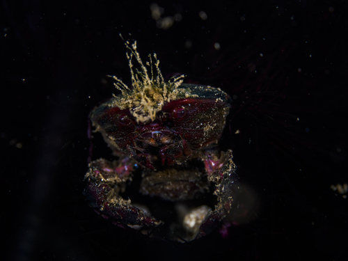 Echinoecus pentagonus observed 2026-08-18